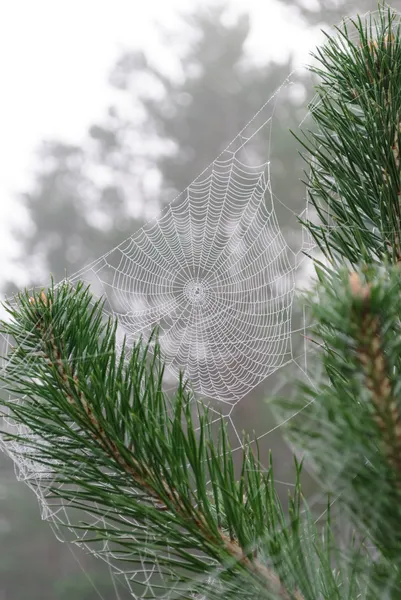 Spider web on the branches of pine — Stock Photo, Image