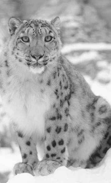 Leopardo de nieve en blanco y negro — Foto de Stock