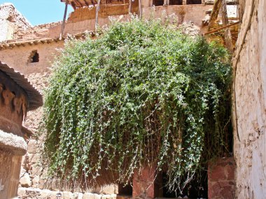 Rubus sanctus, yanan bir çalı olarak, Sina ', egypt.