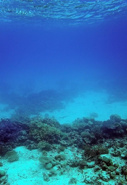 Barriera corallina e sabbia sottomarina — Foto Stock