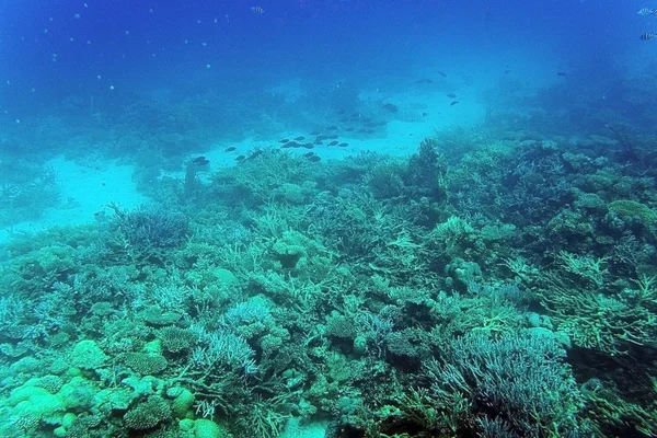 Récif corallien et poissons sous-marins — Photo