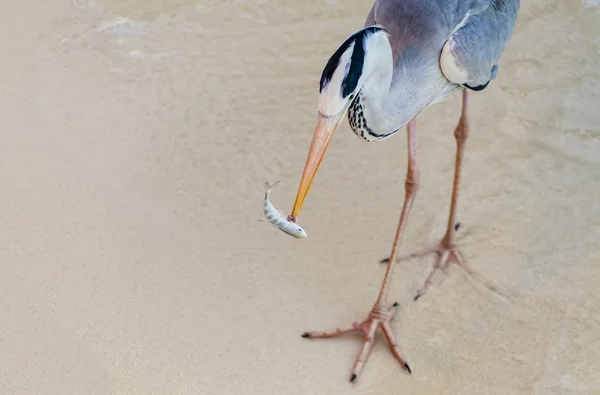 Heron catches and eats a fish — Stock Photo, Image