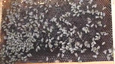 Kırsal arı ve bal üretimi. Arı kovanı. Böcek sürüsü.