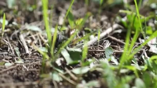 Den Svarta Snöskalbaggen Drar Gräs Skalbaggen Går Bakåt Närbild — Stockvideo