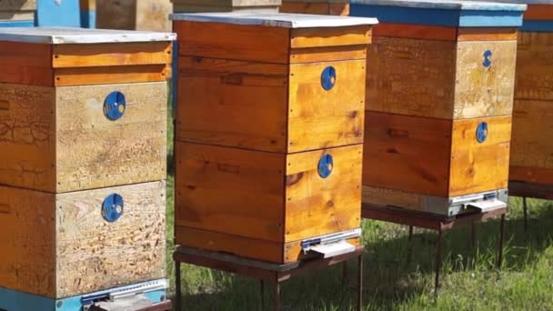 Виробництво Сільської Пасіки Меду Бджолиний Вулик Рой Комах — стокове відео