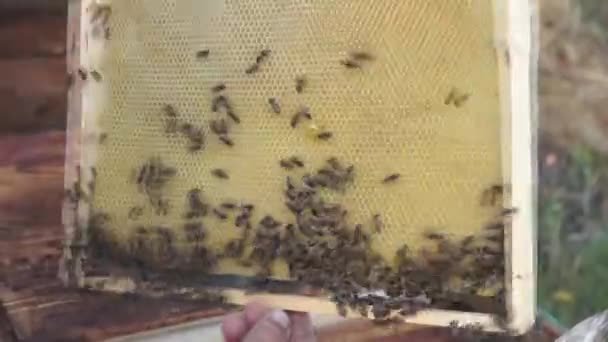 Producción Rural Colmenas Miel Colmena Enjambre Insectos — Vídeo de stock