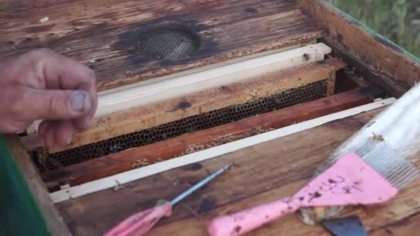 Producción Rural Colmenas Miel Colmena Enjambre Insectos — Vídeo de stock