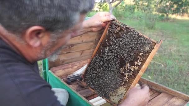 Zhovte Χωριό Dnepropetrovsk Περιοχή Ουκρανία 2022 Αγροτική Μελισσοκομία Και Την — Αρχείο Βίντεο