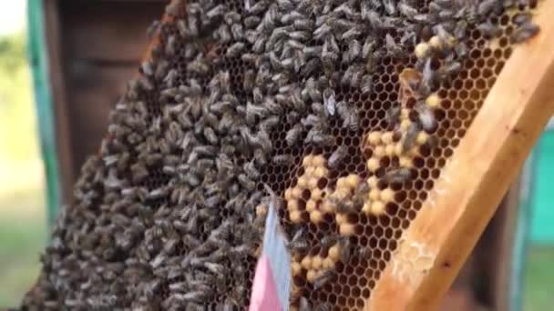 Producción Rural Colmenas Miel Colmena Enjambre Insectos — Vídeo de stock