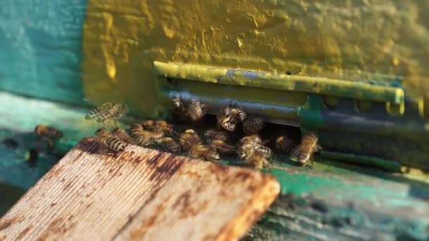 Αγροτική Παραγωγή Μελισσών Και Μελιού Κυψέλη Σμήνη Εντόμων — Αρχείο Βίντεο