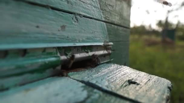 Kırsal Arı Bal Üretimi Arı Kovanı Böcek Sürüsü — Stok video