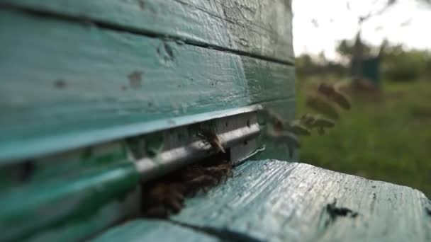 田舎のアピールと蜂蜜の生産 蜂の巣だ 昆虫の群れ — ストック動画