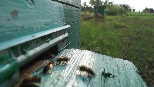 Wiejska Pasieka Produkcja Miodu Pszczół Rój Owadów — Wideo stockowe