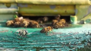 Kırsal arı ve bal üretimi. Arı kovanı. Böcek sürüsü.