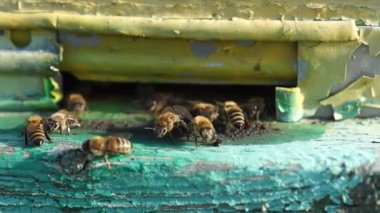 Kırsal arı ve bal üretimi. Arı kovanı. Böcek sürüsü.