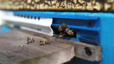 Kırsal arı ve bal üretimi. Arı kovanı. Böcek sürüsü.