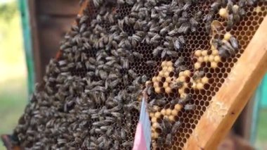 Kırsal arı ve bal üretimi. Arı kovanı. Böcek sürüsü.
