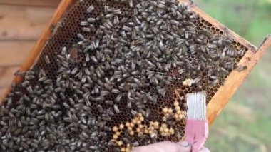 Kırsal arı ve bal üretimi. Arı kovanı. Böcek sürüsü.