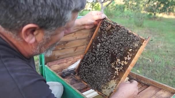 Žovická Vesnice Dněpropetrovsk Ukrajina 2022 Venkovská Včelařství Produkce Medu Práce — Stock video