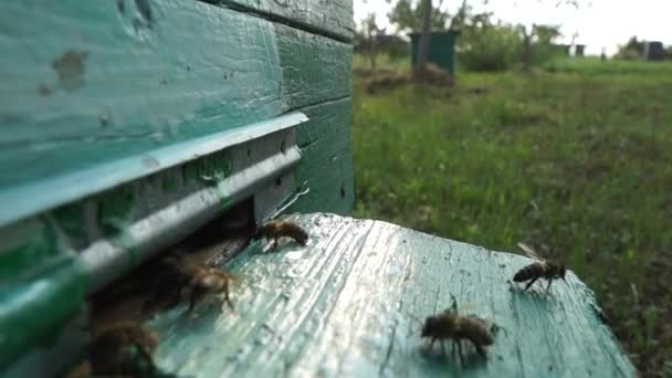 Apiário Rural Produção Mel Colmeia Abelhas Enxame Insetos — Vídeo de Stock