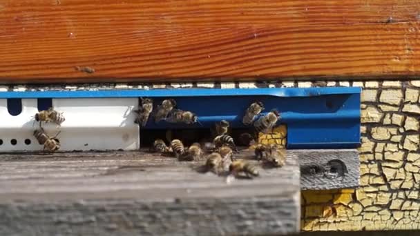 Bienenzucht Und Honigproduktion Auf Dem Land Bienenstock Insektenschwarm — Stockvideo