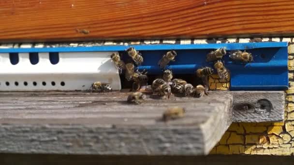 Wiejska Pasieka Produkcja Miodu Pszczół Rój Owadów — Wideo stockowe