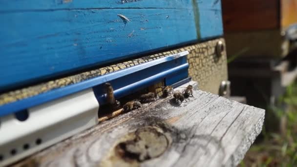 Bienenzucht Und Honigproduktion Auf Dem Land Bienenstock Insektenschwarm — Stockvideo