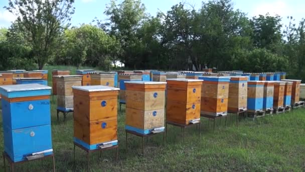 Včelařství Venkově Produkce Medu Včelí Roj Hmyzu — Stock video