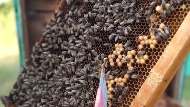 Production Rurale Ruchers Miel Ruche Abeilles Essaim Insectes — Video