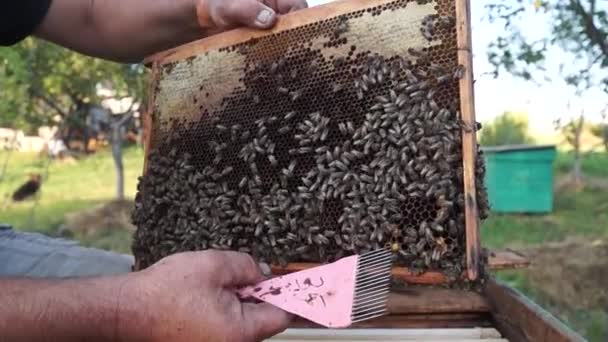 田舎のアピールと蜂蜜の生産 蜂の巣だ 昆虫の群れ — ストック動画