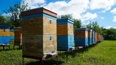 Kırsal arı ve bal üretimi. Arı kovanı. Arı sürüsü. Arıcılık.