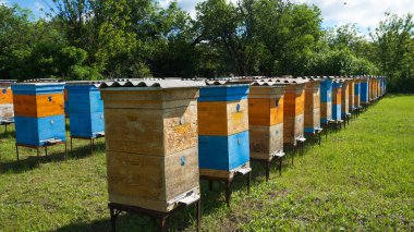 Kırsal arı ve bal üretimi. Arı kovanı. Arı sürüsü. Arıcılık.