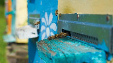 Kırsal arı ve bal üretimi. Arı kovanı. Arı sürüsü. Arıcılık.