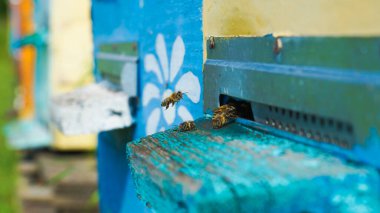 Kırsal arı ve bal üretimi. Arı kovanı. Arı sürüsü. Arıcılık.