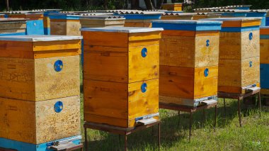 Kırsal arı ve bal üretimi. Arı kovanı. Arı sürüsü. Arıcılık.