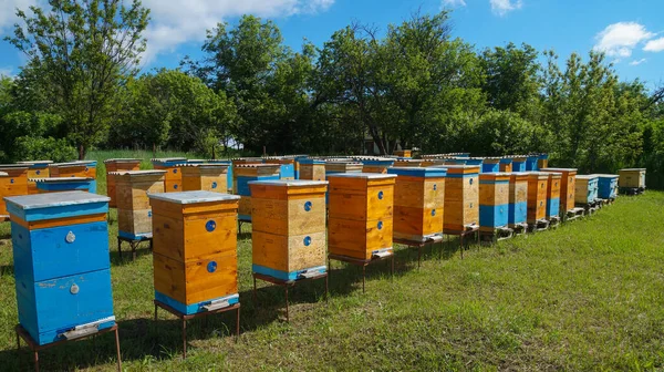 Rural Apiary Honey Production Bee Hive Swarm Bees Beekeeping — Stock Photo, Image