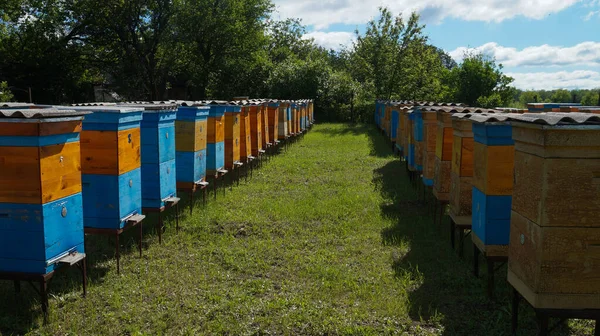 Αγροτική Παραγωγή Μελισσών Και Μελιού Κυψέλη Σμήνη Μελισσών Μελισσοκομία — Φωτογραφία Αρχείου