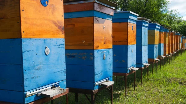 Kırsal arı ve bal üretimi. Arı kovanı. Arı sürüsü. Arıcılık.
