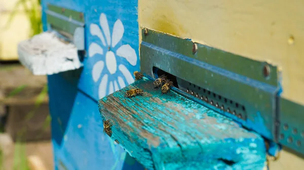 Kırsal arı ve bal üretimi. Arı kovanı. Arı sürüsü. Arıcılık.