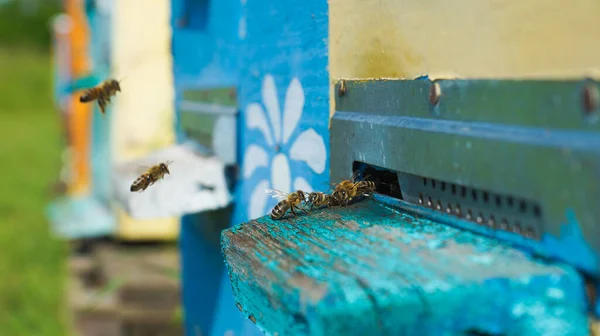 Wiejska Pasieka Produkcja Miodu Pszczół Rój Pszczół Pszczelarstwo — Zdjęcie stockowe