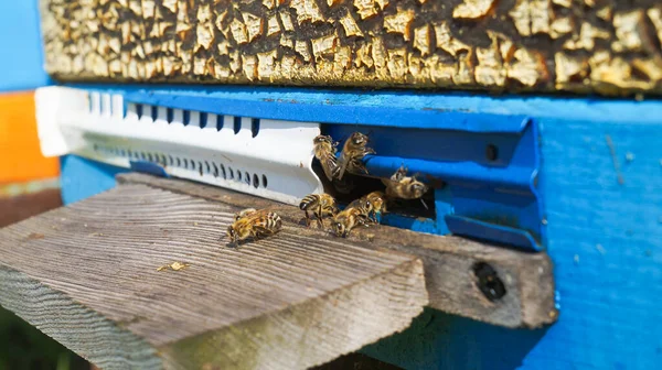 Wiejska Pasieka Produkcja Miodu Pszczół Rój Pszczół Pszczelarstwo — Zdjęcie stockowe