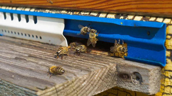 Bienenzucht Und Honigproduktion Auf Dem Land Bienenstock Bienenschwarm Imkerei — Stockfoto