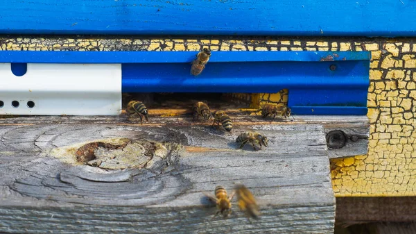 Wiejska Pasieka Produkcja Miodu Pszczół Rój Pszczół Pszczelarstwo — Zdjęcie stockowe