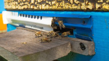 Kırsal arı ve bal üretimi. Arı kovanı. Arı kovanındaki arı sürüsü..