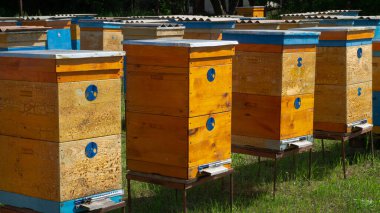 Kırsal arı ve bal üretimi. Arı kovanı. Arı kovanındaki arı sürüsü..