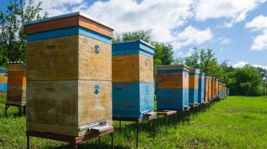 Kırsal arı ve bal üretimi. Arı kovanı. Arı kovanındaki arı sürüsü..