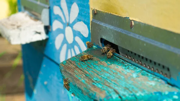 Bienenzucht Und Honigproduktion Auf Dem Land Bienenstock Ein Bienenschwarm Einem — Stockfoto