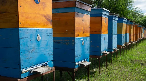 Αγροτική Παραγωγή Μελισσών Και Μελιού Κυψέλη Ένα Σμήνος Από Μέλισσες — Φωτογραφία Αρχείου