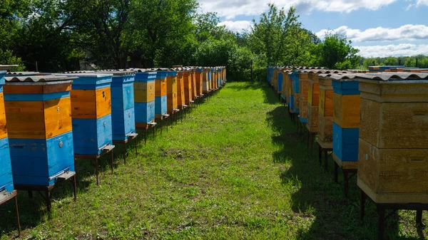 Сельская Пасека Производство Меда Улей Пчелы Рой Пчел Пчелином Улье — стоковое фото