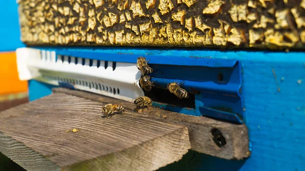 Wiejska Pasieka Produkcja Miodu Pszczół Rój Pszczół Ulu Pasiece — Zdjęcie stockowe